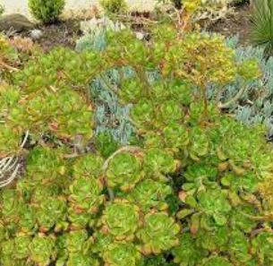 Sedum Species, False Hens-and-Chickens, Tree Sedum, Tree Stonecrop