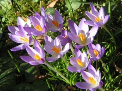 Species Crocus, Snow Crocus, Early Crocus, Tommasinis Crocus