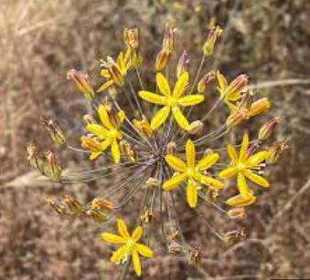 Bloomeria Species, Golden Stars
