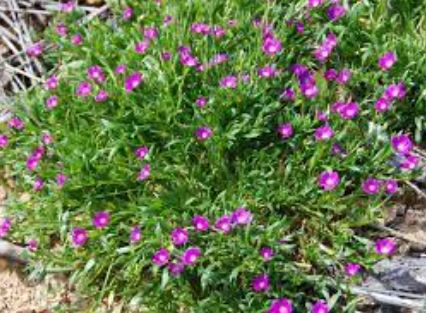 Calandrinia Species, Fringed Redmaids