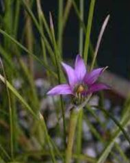 Common Romulea Pink Star