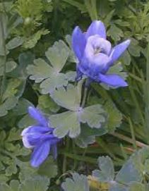Aquilegia Species, Dwarf Fan Columbine, Miyama-odamaki