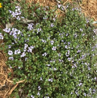 Veronica, Creeping Speedwell Waterperry Blue