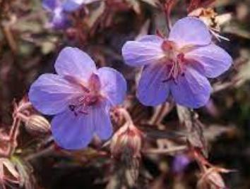 Geranium, Hardy Geranium, Meadow Cranesbill Hocus Pocus