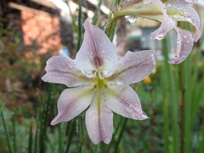 Homoglad Hybrid Gladiola West Coast Hybrids