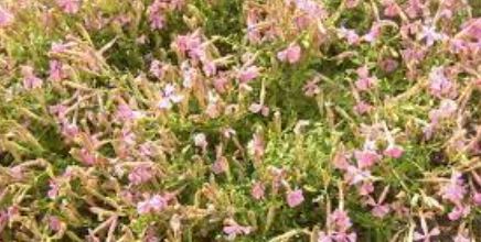 Silene Species, Alpine Campion, Autumn Campion, Caucasian Campion