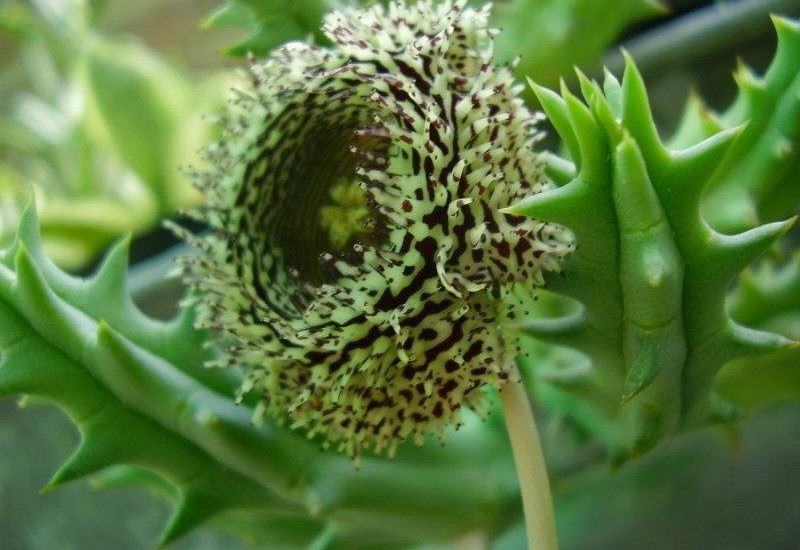 Ceropegia Species, Huernia