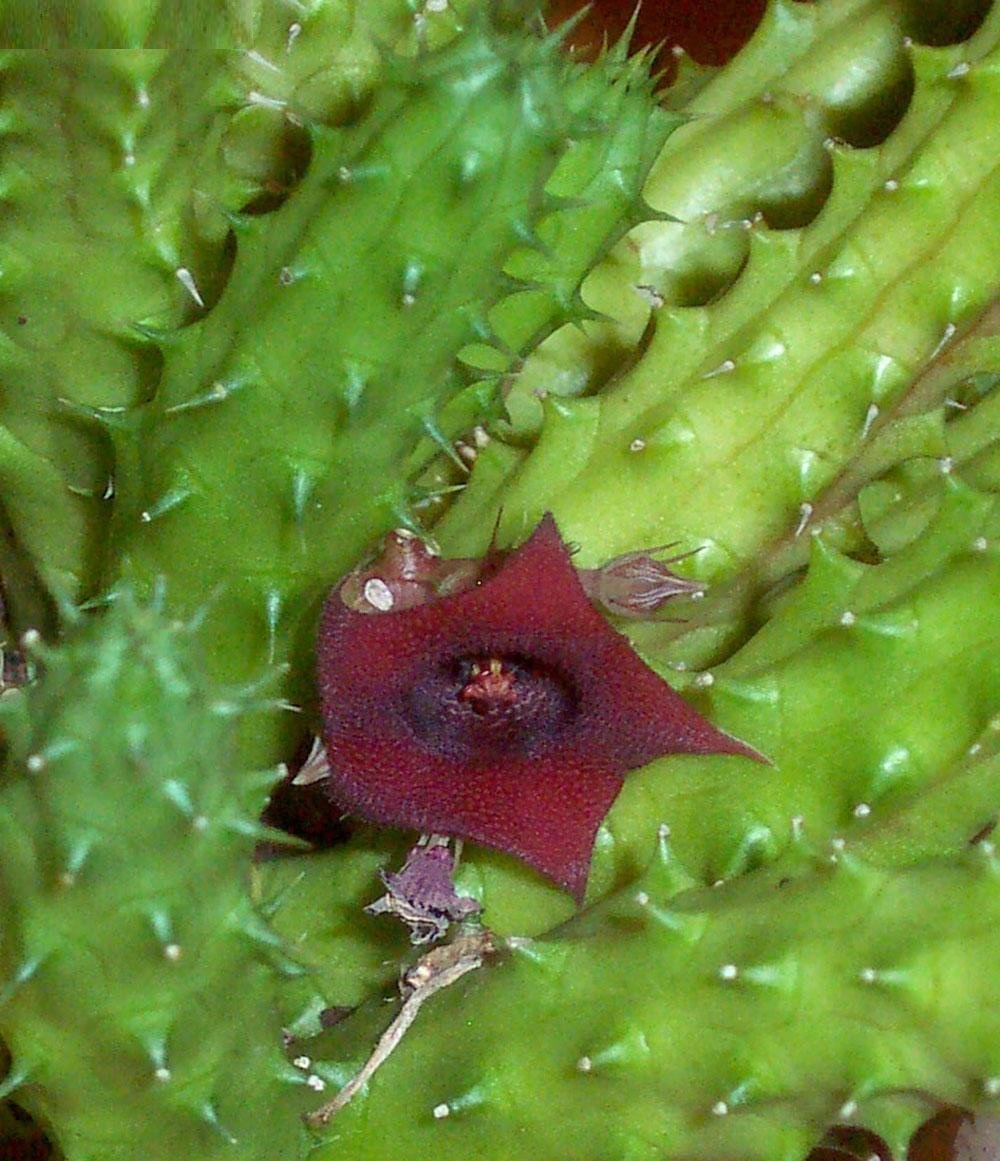Ceropegia pillansii