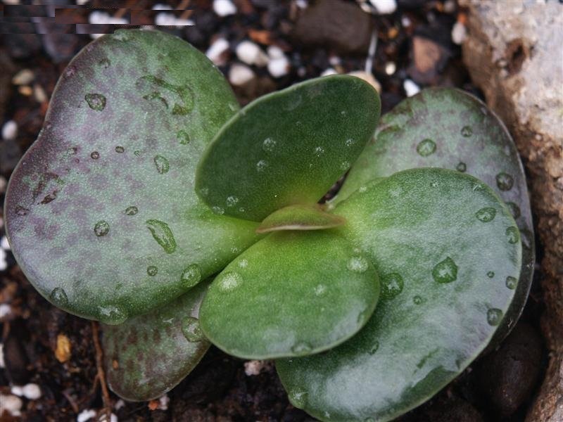 Adromischus maculatus