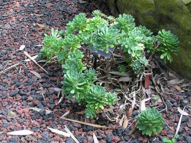 Aeonium castello-paivae