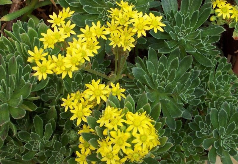 Aeonium simsii