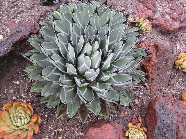 Agave Species, King Ferdinand Agave, Century Plant, Maguey