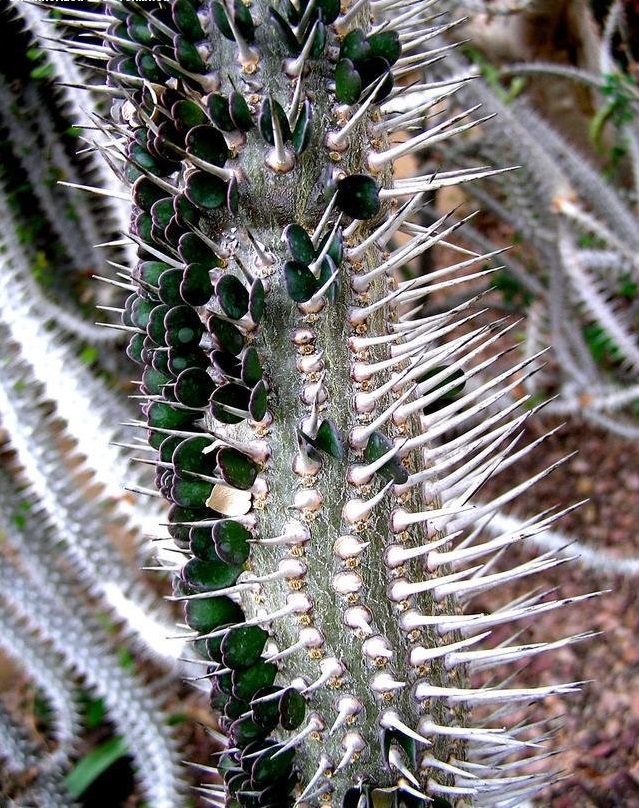 Alluaudia Species