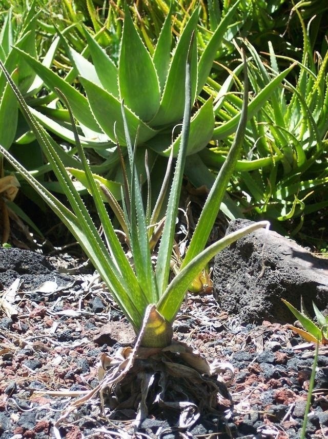 Aloe cooperi