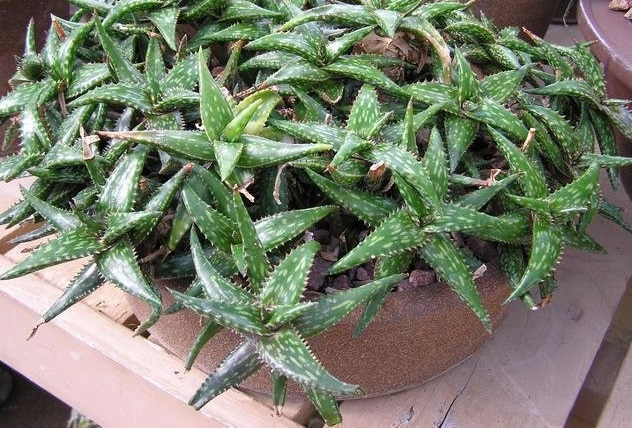 Aloe jucunda