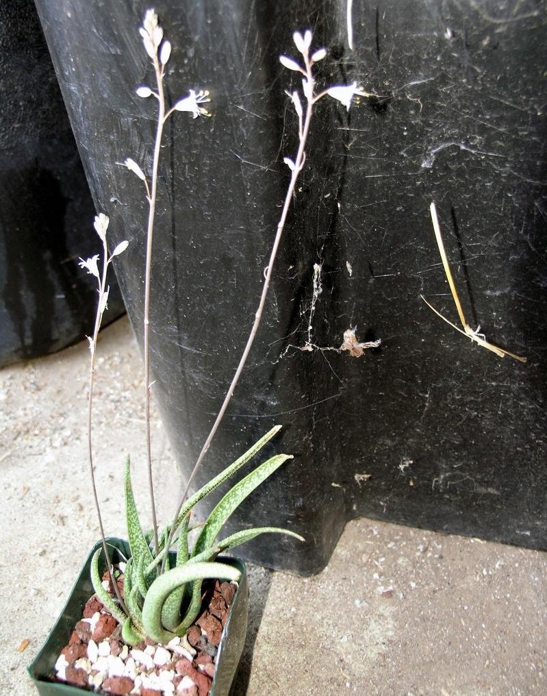 Aloe albiflora