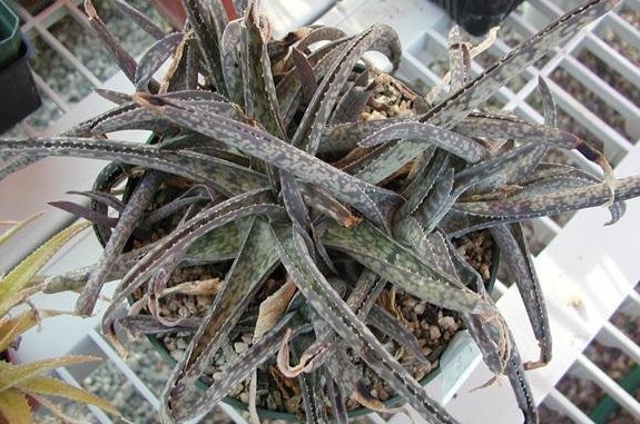 Aloe amudatensis