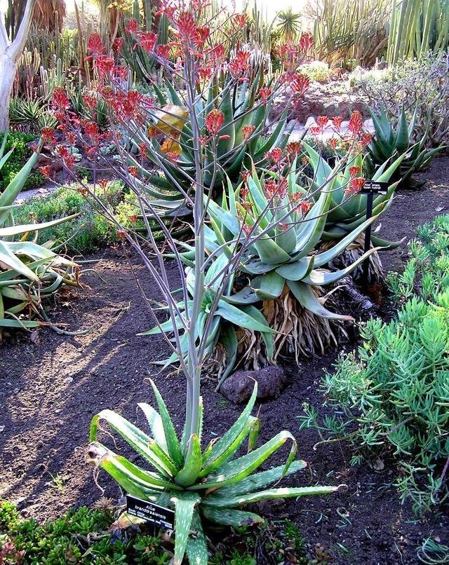 Aloe branddraaiensis