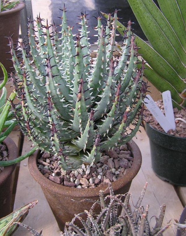 Aloe erinacea