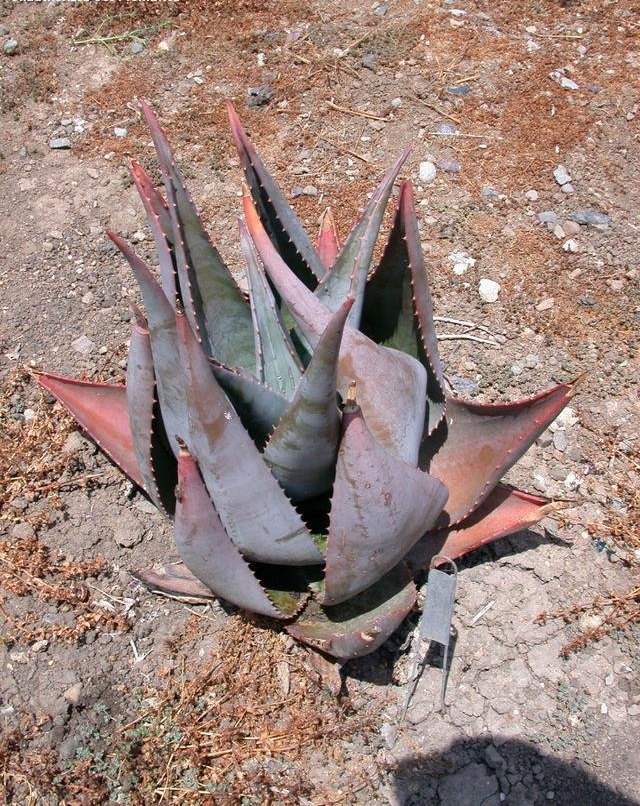 Aloe ortholopha