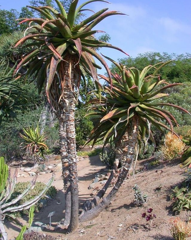 Aloe rupestris