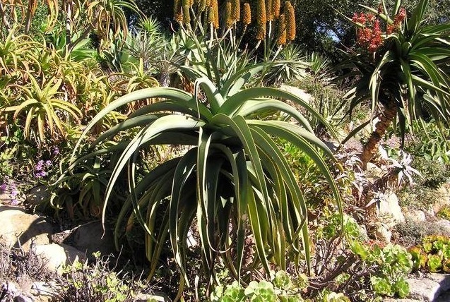 Aloe thraskii