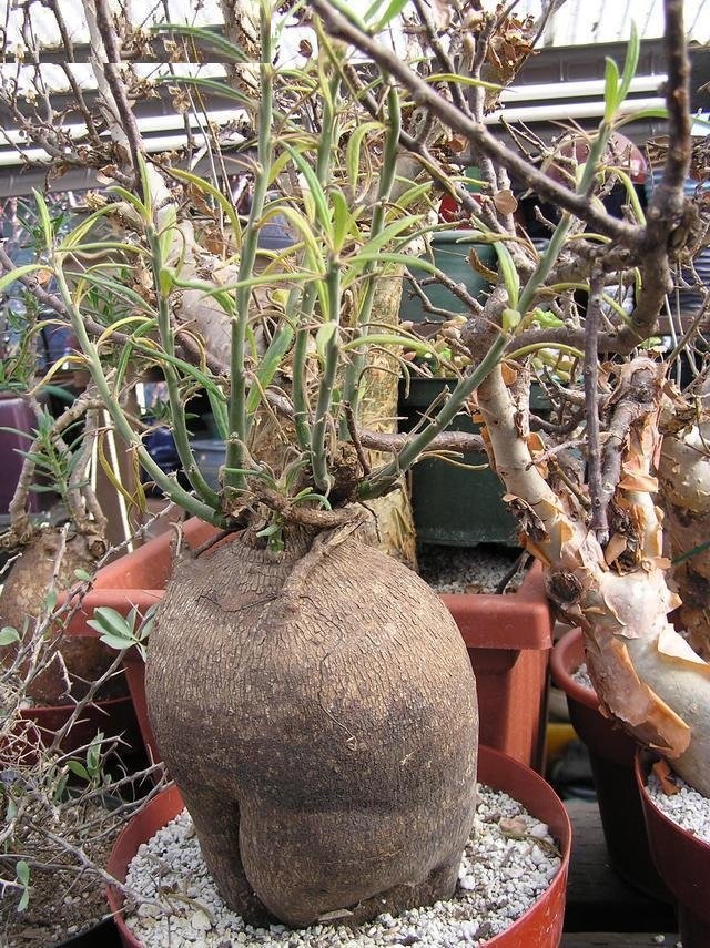 Pachypodium Species, Kafferkambroo, Thick-Foot