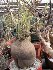Pachypodium Species, Kafferkambroo, Thick-Foot