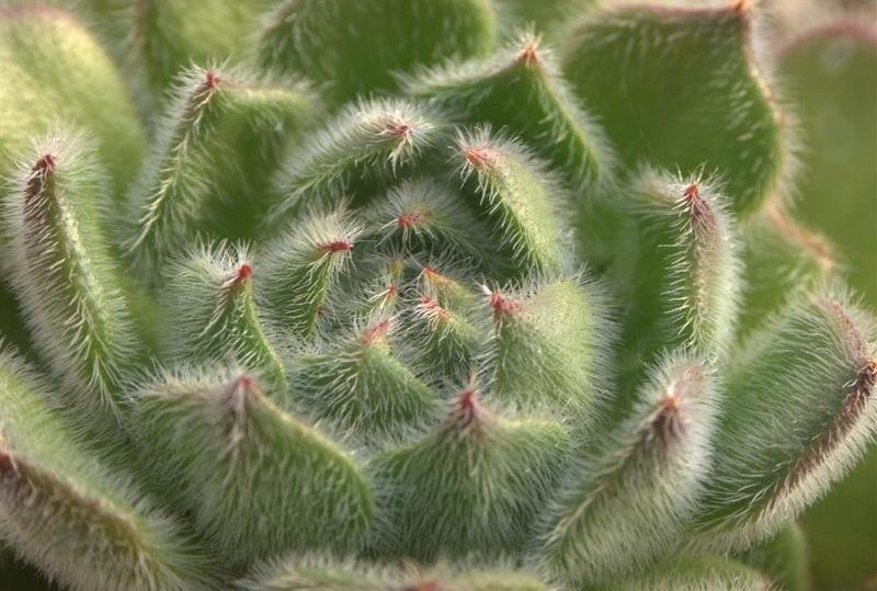 Echeveria Species, Mexican Firecracker
