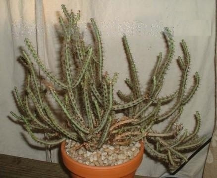 Euphorbia aeruginosa