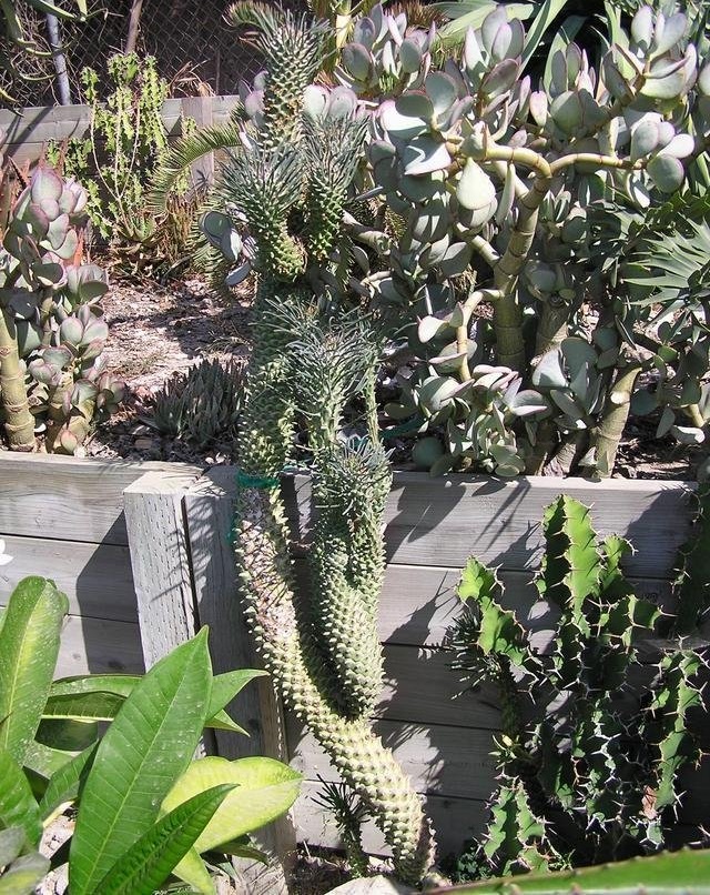 Euphorbia clandestina