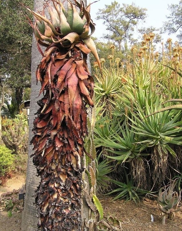 Aloe khamiesensis