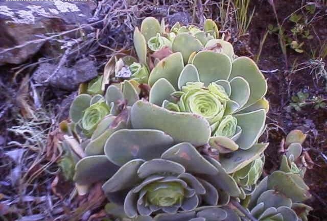 Greenovia