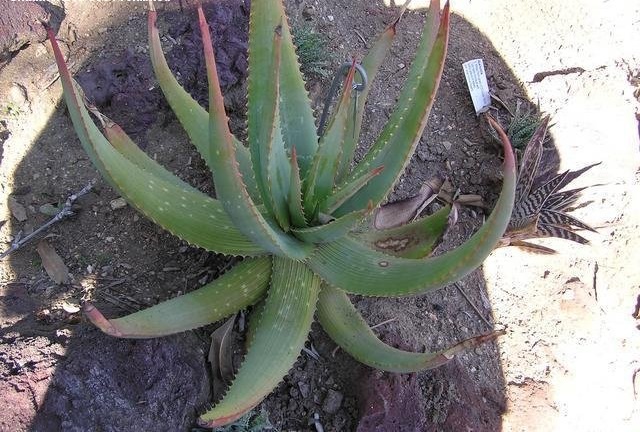 Aloe gariepensis