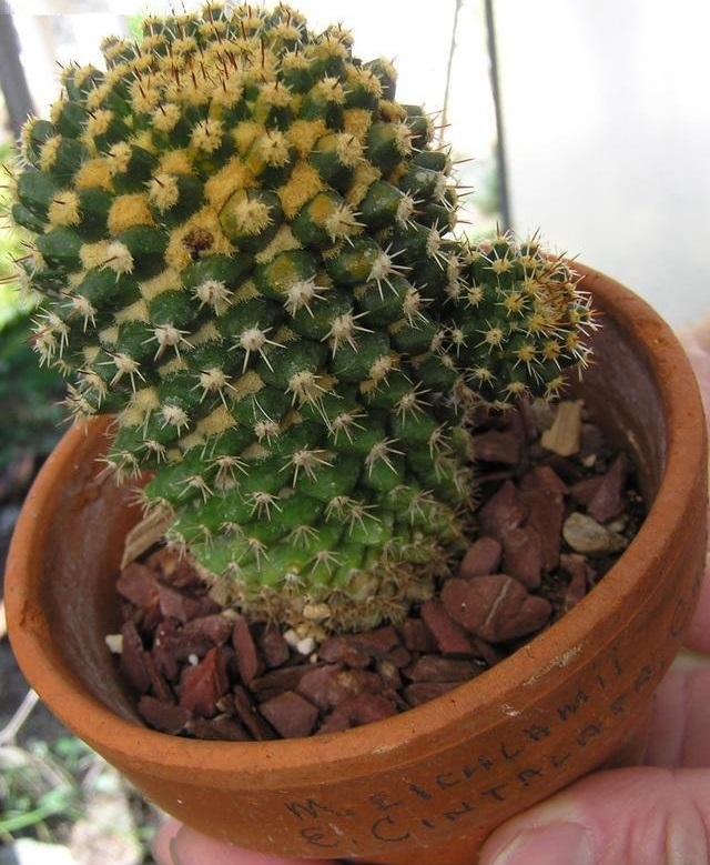 Mammillaria voburnensis subsp. eichlamii