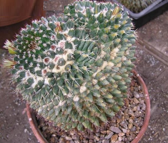 Mammillaria karwinskiana