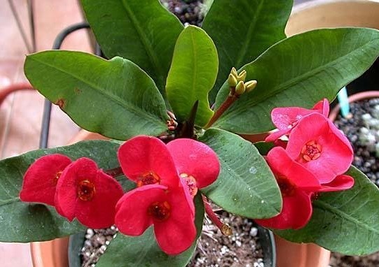 Euphorbia, Thai Crown of Thorns Valentine