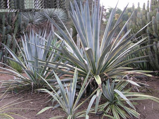 Agave, Sunrise Tequila Agave, Century Plant, Maguey Sunrise