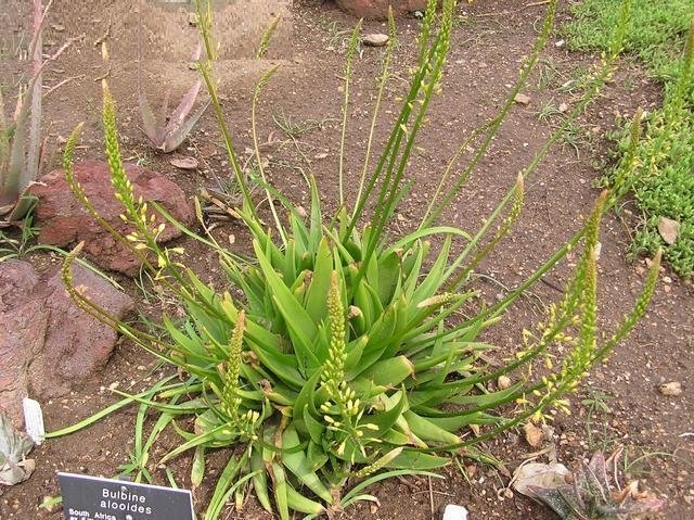 Bulbine Species, Aloe Bulbine