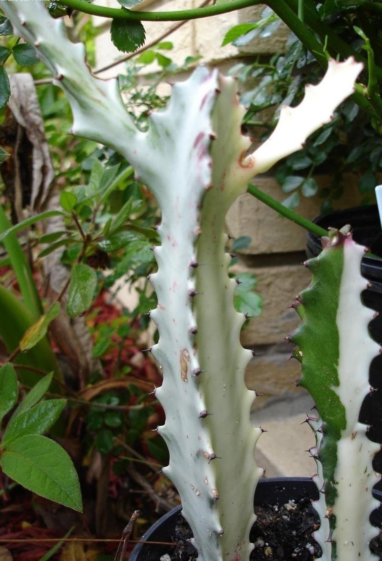Euphorbia White Ghost