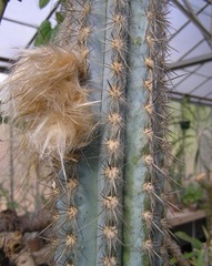 Pilosocereus Species