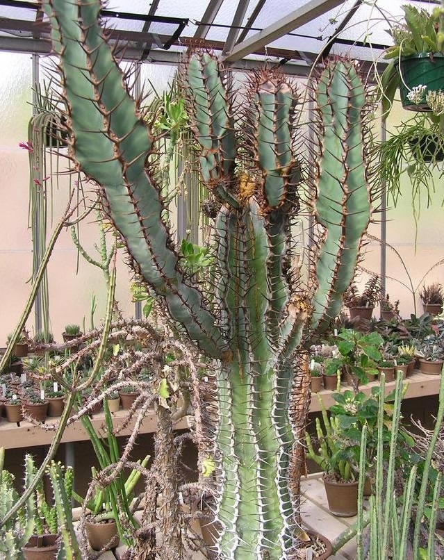 Euphorbia virosa