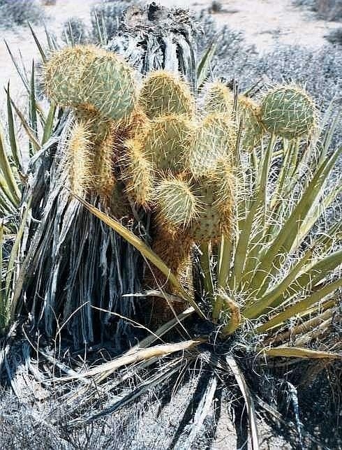 Opuntia Species, Dollarjoint Pricklypear, Pancake Pear Cactus