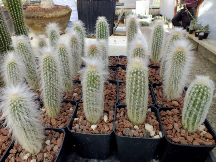 Espostoa Species, Peruvian Old Man Cactus