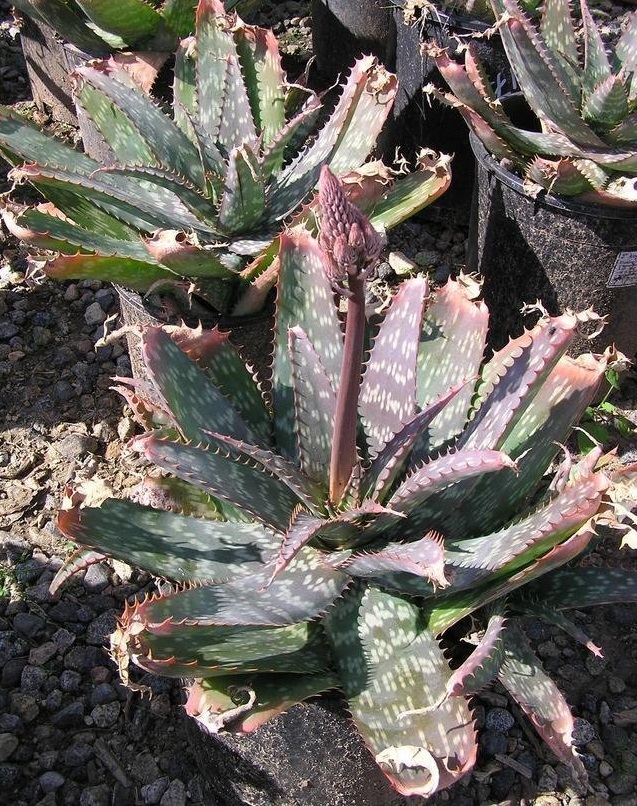 Aloe maculata subsp. maculata