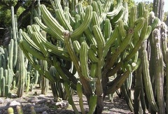 Polaskia Species, Chichipe, Chichibe, Chichituna