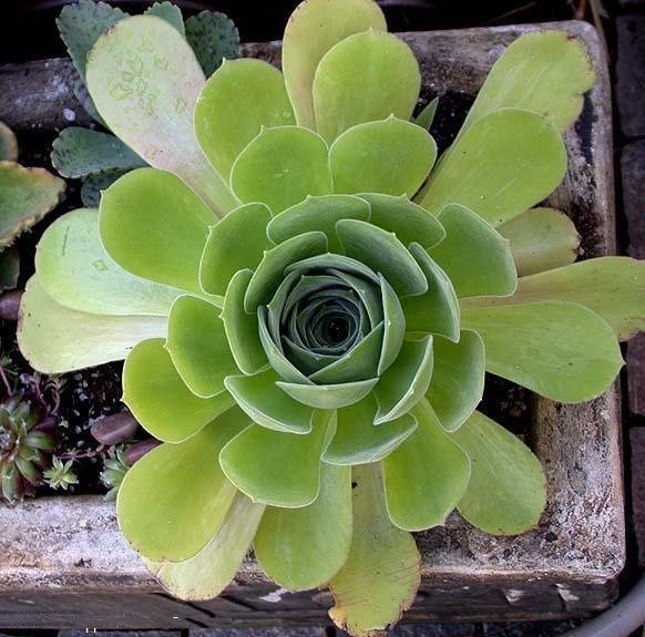 Aeonium Species, Giant Velvet Rose