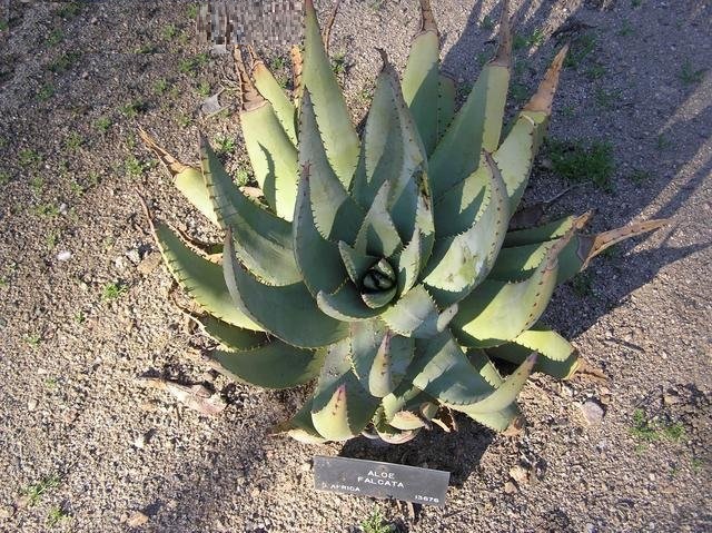 Aloe falcata
