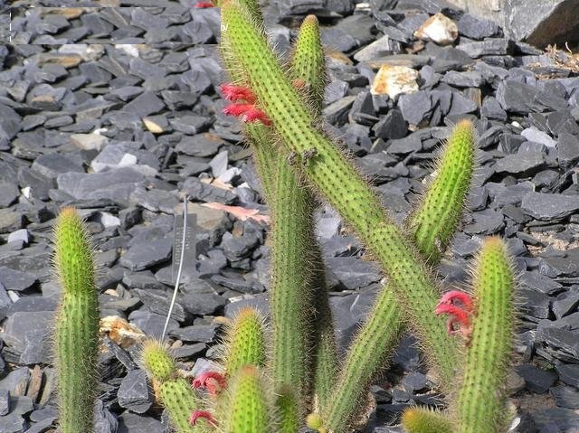 Cleistocactus Species