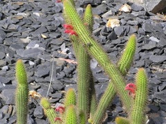 Cleistocactus Species